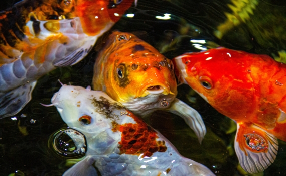 Долгожители пустынных вод: эти рыбы живут дольше 100 лет и становятся только здоровее — в чем секрет Долгожители пустынных вод: эти рыбы живут дольше 100 лет и становятся только здоровее — в чем секрет