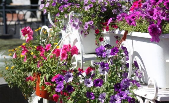 Почему семена — это прошлый век для настоящих ценителей петуний? Черенкование проще, чем вы думали