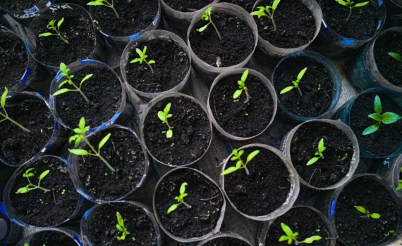 Два листочка решают судьбу урожая: почему одни сеянцы обречены, а другие станут королями грядок Два листочка решают судьбу урожая: почему одни сеянцы обречены, а другие станут королями грядок