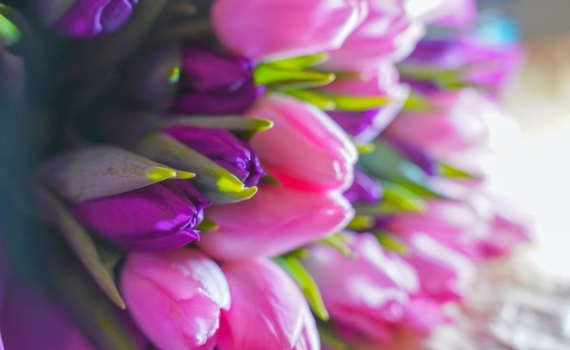 Эти цветы могут испортить праздник: что не стоит дарить на 8 Марта Эти цветы могут испортить праздник: что не стоит дарить на 8 Марта