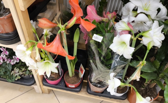 Эта простая хитрость заставляет амариллис цвести снова и снова: 4 шага к следующему этапу Эта простая хитрость заставляет амариллис цвести снова и снова: 4 шага к следующему этапу